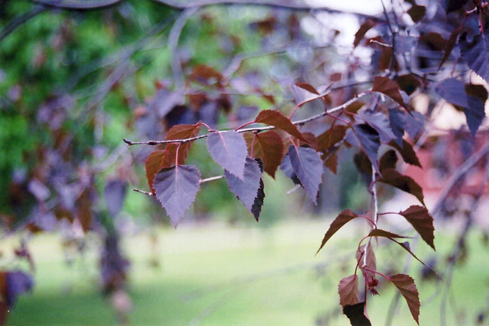 Crimson Frost Birch (Betula 'Crimson Frost') at Schaefer Greenhouses