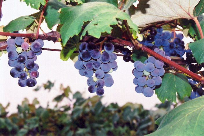 Concord Grape (Vitis 'Concord') at Schaefer Greenhouses
