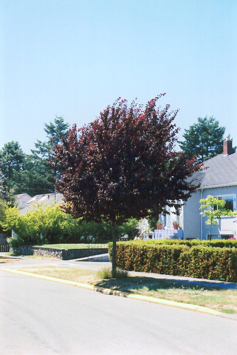 Newport Plum (Prunus cerasifera 'Newport') at Schaefer Greenhouses