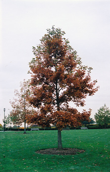 Swamp White Oak (Quercus bicolor) at Schaefer Greenhouses