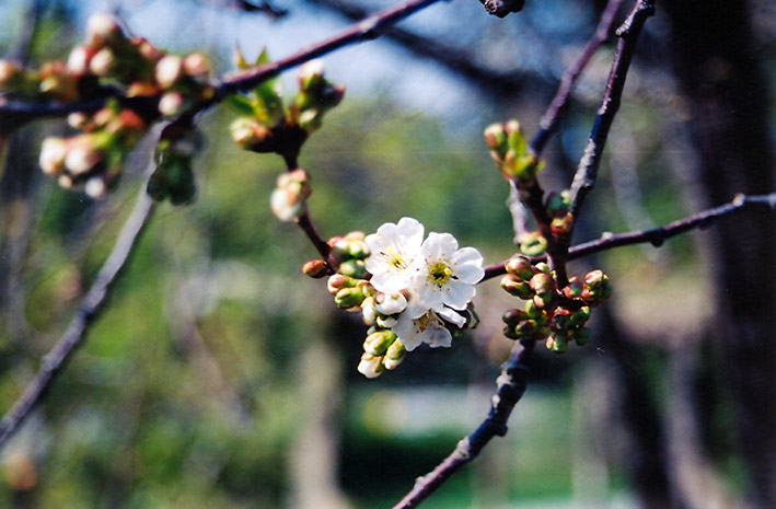 Montmorency Cherry (Prunus 'Montmorency') at Schaefer Greenhouses