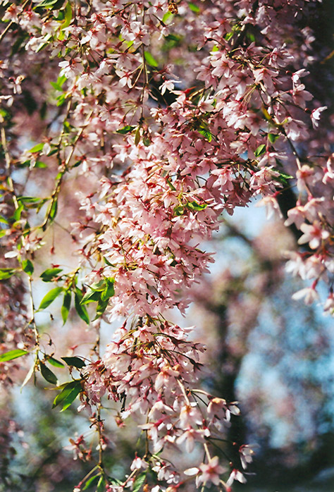 Pink Weeping Higan Cherry (Prunus subhirtella 'Pendula Rosea') at Schaefer Greenhouses