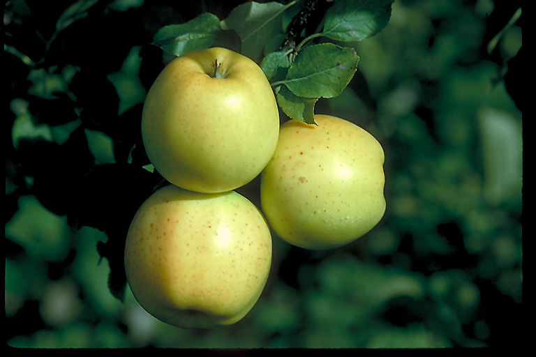 Honeygold Apple (Malus 'Honeygold') at Schaefer Greenhouses