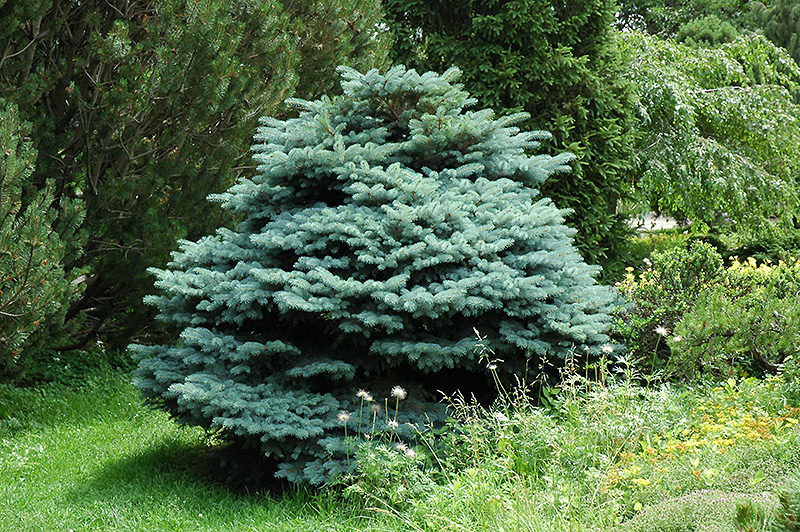 Globe Blue Spruce (Picea pungens 'Globosa') at Schaefer Greenhouses