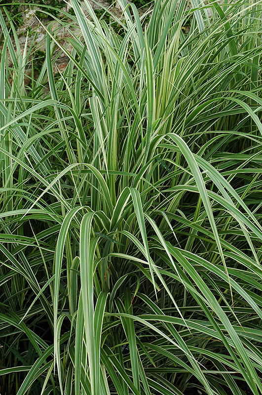 Variegated Silver Grass (Miscanthus sinensis 'Variegatus') at Schaefer Greenhouses