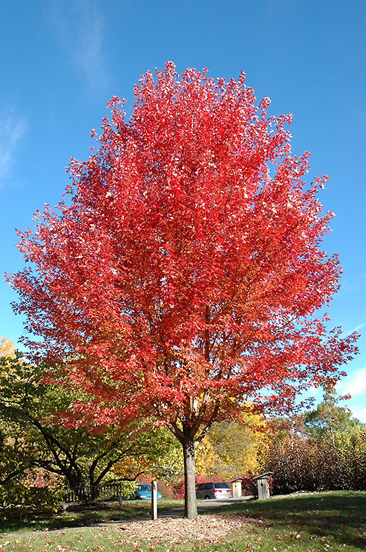 Autumn Blaze Maple (Acer x freemanii 'Jeffersred') at Schaefer Greenhouses
