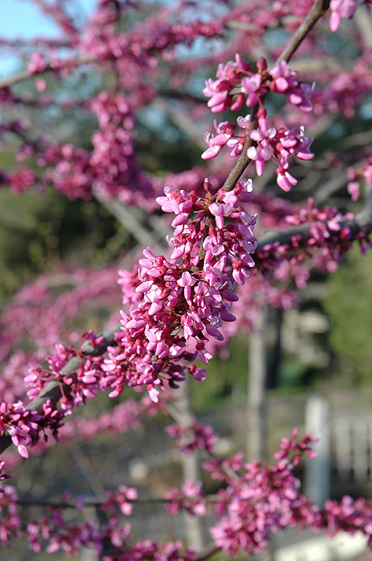 Northern Strain Redbud (Cercis canadensis 'Northern Strain') at Schaefer Greenhouses