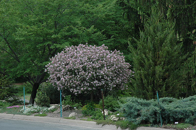 Dwarf Korean Lilac (tree form) (Syringa meyeri 'Palibin (tree form)') at Schaefer Greenhouses