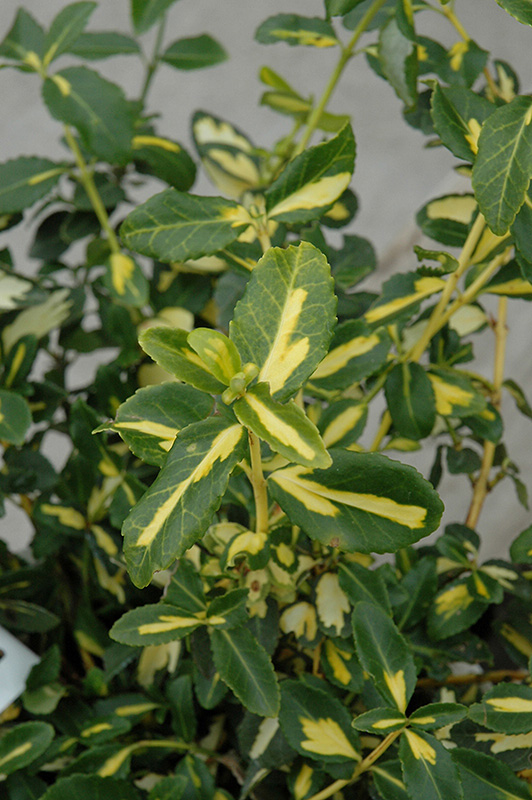 Blondy Wintercreeper (Euonymus fortunei 'Interbolwi') at Schaefer Greenhouses