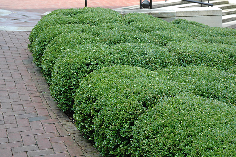Chicagoland Green Boxwood (Buxus 'Glencoe') at Schaefer Greenhouses