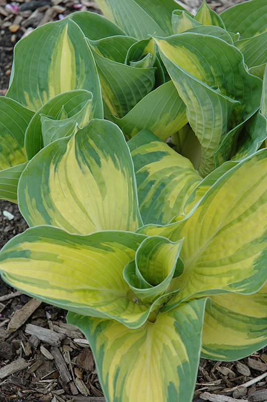 Great Expectations Hosta (Hosta 'Great Expectations') at Schaefer Greenhouses