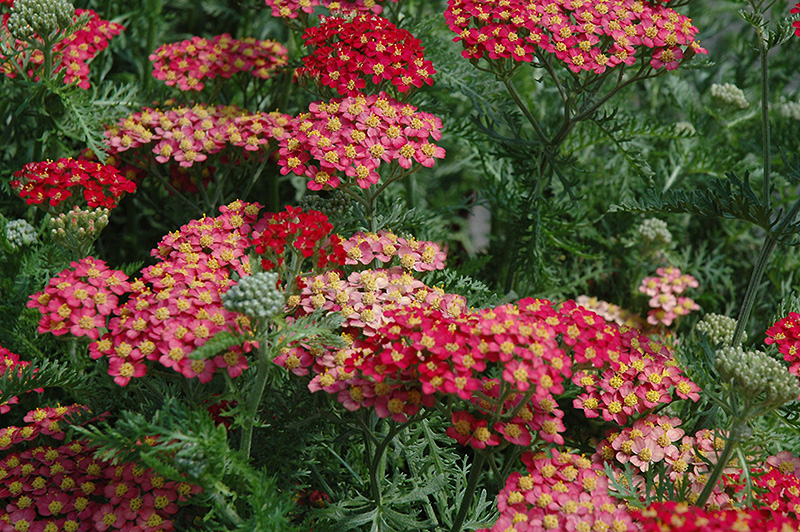 Paprika Yarrow (Achillea millefolium 'Paprika') in Aurora Oswego ...