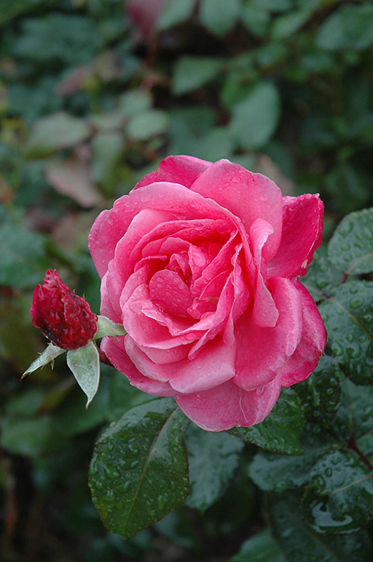 Grandma's Blessing Rose (Rosa 'Grandma's Blessing') at Schaefer Greenhouses