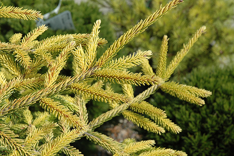 Skylands Golden Spruce (Picea orientalis 'Skylands') at Schaefer Greenhouses