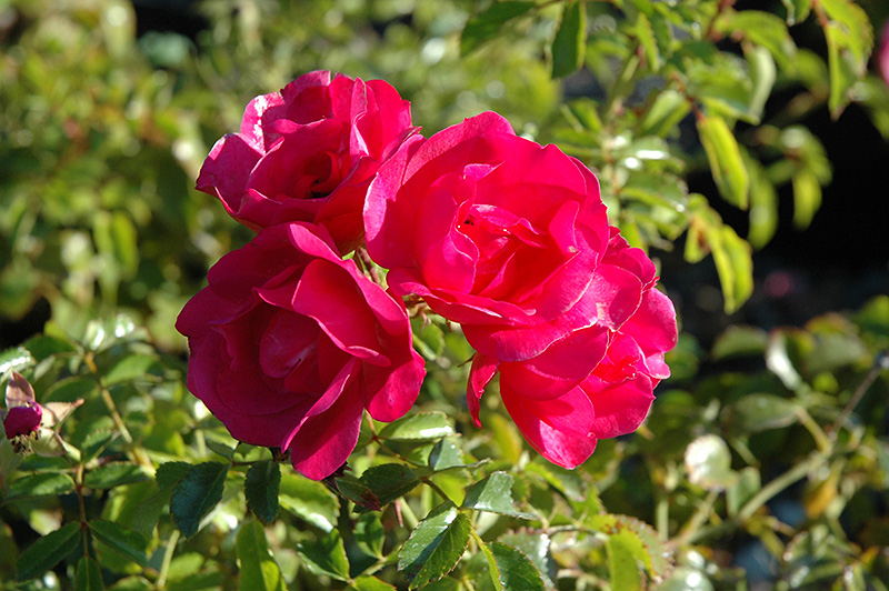Flower Carpet Pink Rose (Rosa 'Flower Carpet Pink') at Schaefer Greenhouses