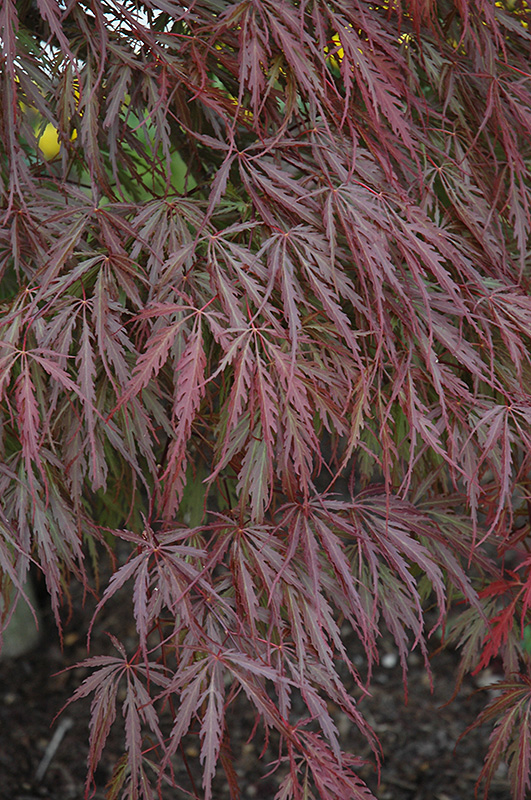 Tamukeyama Japanese Maple (Acer palmatum 'Tamukeyama') at Schaefer Greenhouses
