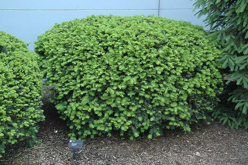 Densiformis Yew (Taxus x media 'Densiformis') at Schaefer Greenhouses