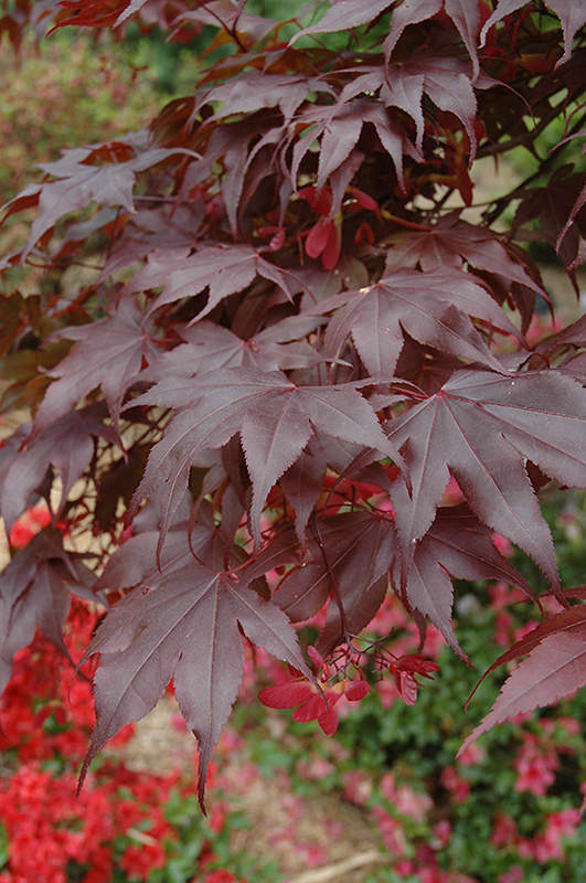 Bloodgood Japanese Maple (Acer palmatum 'Bloodgood') at Schaefer Greenhouses