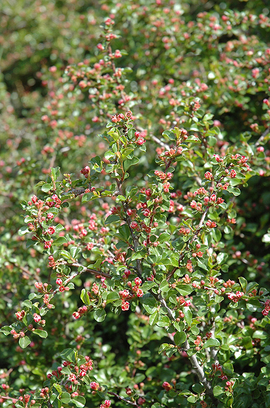 Cranberry Cotoneaster (Cotoneaster apiculatus) at Schaefer Greenhouses