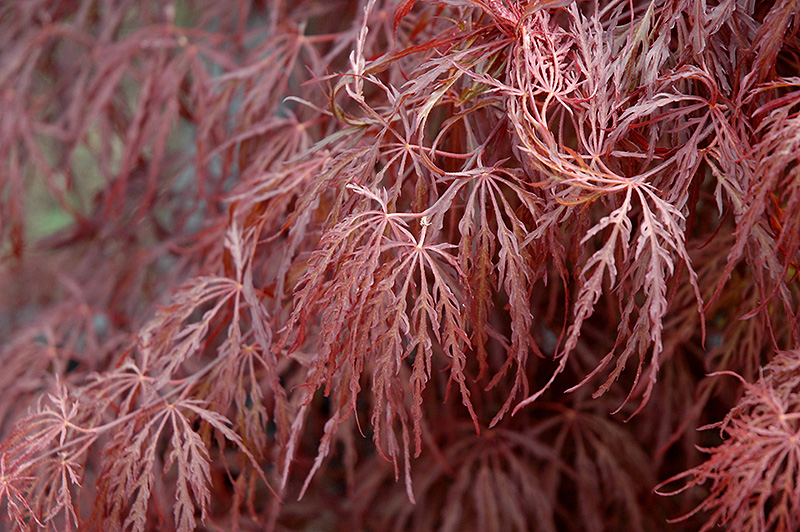 Crimson Queen Japanese Maple (Acer palmatum 'Crimson Queen') at Schaefer Greenhouses