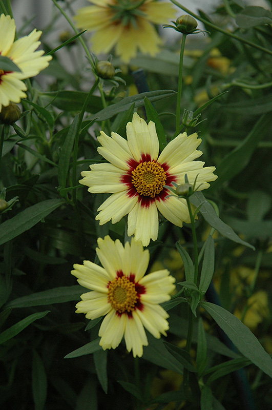 Red Shift Tickseed (Coreopsis 'Red Shift') at Schaefer Greenhouses