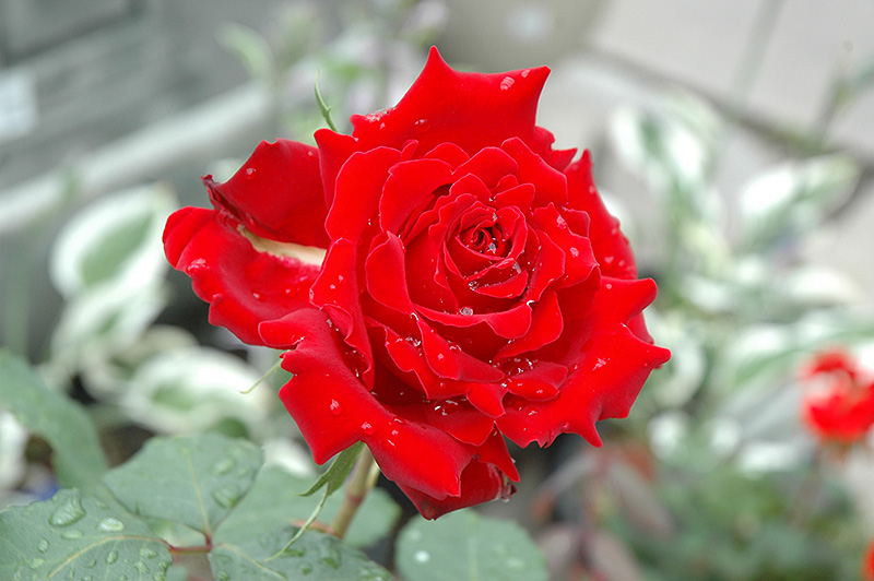 Beloved Rose (Rosa 'Beloved') at Schaefer Greenhouses