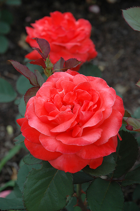 Artistry Rose (Rosa 'Artistry') at Schaefer Greenhouses