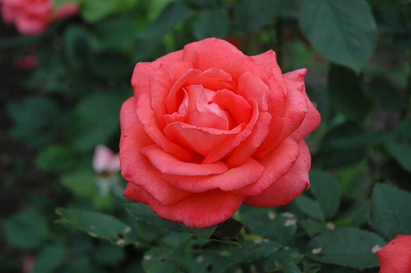Tropicana Rose (Rosa 'Tropicana') at Schaefer Greenhouses