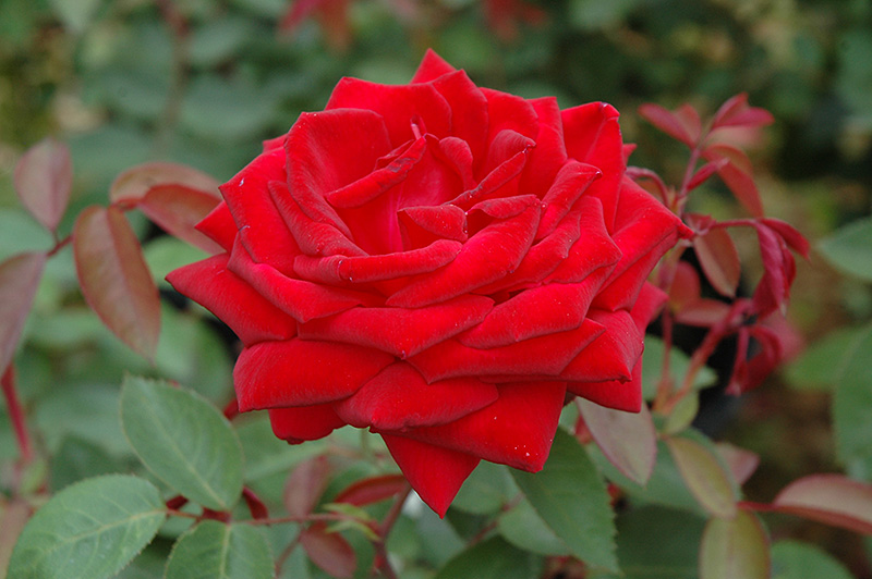 Kashmir Rose (Rosa 'Kashmir') at Schaefer Greenhouses