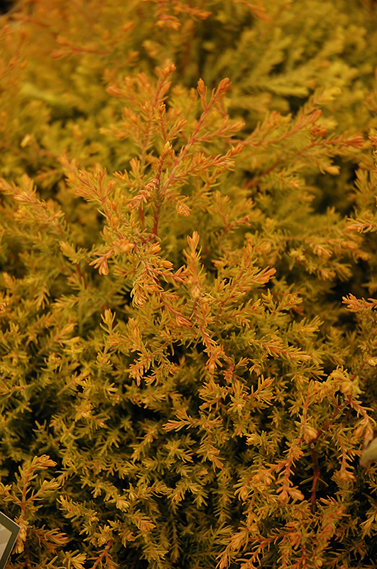 Fire Chief Arborvitae (Thuja occidentalis 'Congabe') at Schaefer Greenhouses