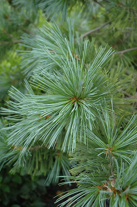 Vanderwolf's Pyramid Pine (Pinus flexilis 'Vanderwolf's Pyramid') at Schaefer Greenhouses
