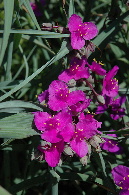 Red Cloud Spiderwort (Tradescantia x andersoniana 'Red Cloud') at Schaefer Greenhouses