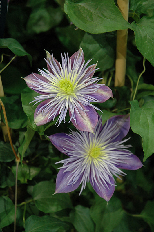 Crystal Fountain Clematis (Clematis 'Crystal Fountain') at Schaefer Greenhouses