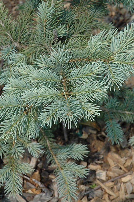 Spring Blast Spruce (Picea pungens 'Spring Blast') at Schaefer Greenhouses