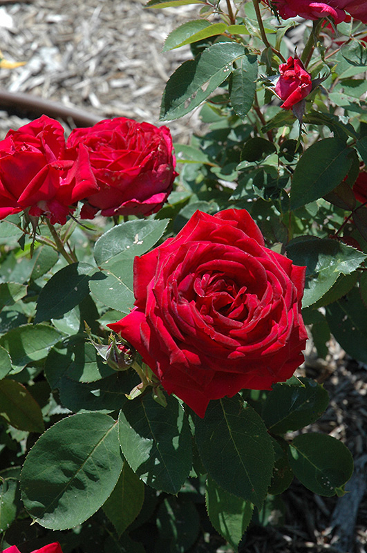 Kashmir Rose (Rosa 'Kashmir') at Schaefer Greenhouses