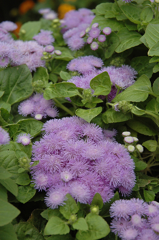 Hawaii Blue Flossflower (Ageratum 'Hawaii Blue') at Schaefer Greenhouses