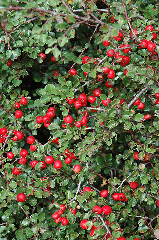 Cranberry Cotoneaster (Cotoneaster apiculatus) at Schaefer Greenhouses