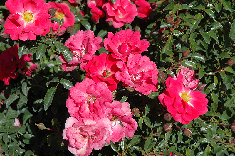 Flower Carpet Pink Supreme Rose (Rosa 'Flower Carpet Pink Supreme') at Schaefer Greenhouses