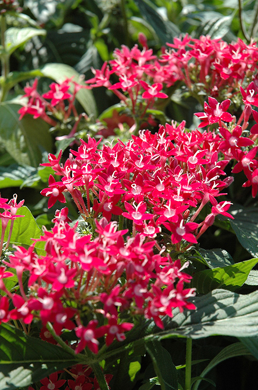 Butterfly Pink Star Flower (Pentas lanceolata 'Butterfly Pink') at Schaefer Greenhouses