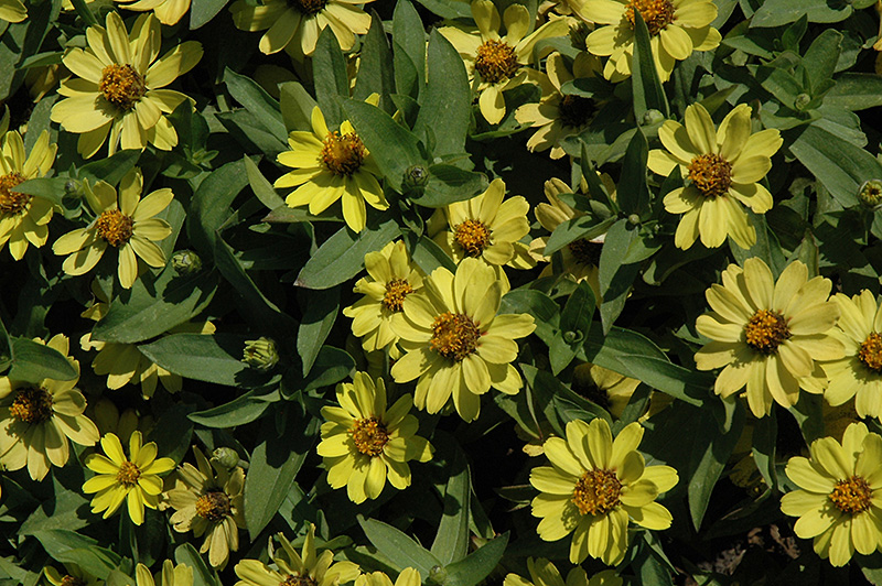 Zahara Yellow Zinnia (Zinnia 'Zahara Yellow') at Schaefer Greenhouses