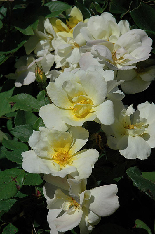 Sunny Knock Out Rose (Rosa 'Radsunny') at Schaefer Greenhouses