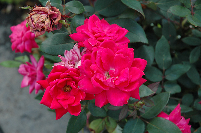 Knock Out Double Red Rose (Rosa 'Radtko') at Schaefer Greenhouses