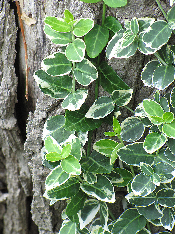 Emerald Gaiety Wintercreeper (Euonymus fortunei 'Emerald Gaiety') at Schaefer Greenhouses
