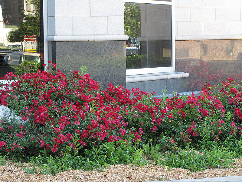 Flower Carpet Red Rose (Rosa 'Flower Carpet Red') at Schaefer Greenhouses