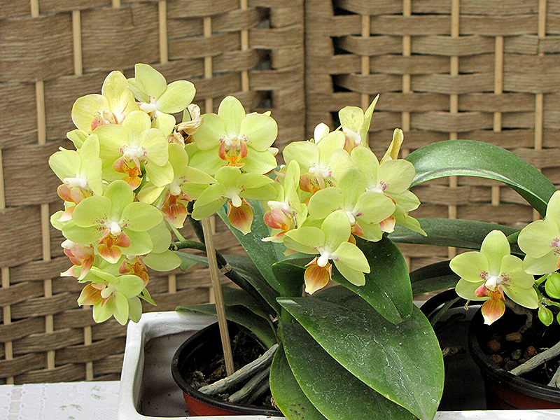 Hybrid Moth Orchid (Phalaenopsis x hybrida) at Schaefer Greenhouses