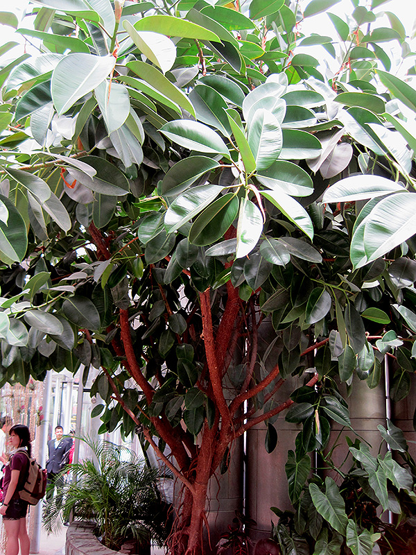 Rubber Tree (Ficus elastica) at Schaefer Greenhouses