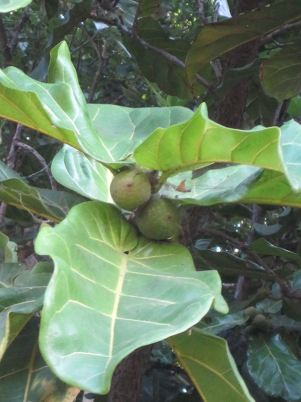 Fiddle Leaf Fig (Ficus lyrata) at Schaefer Greenhouses