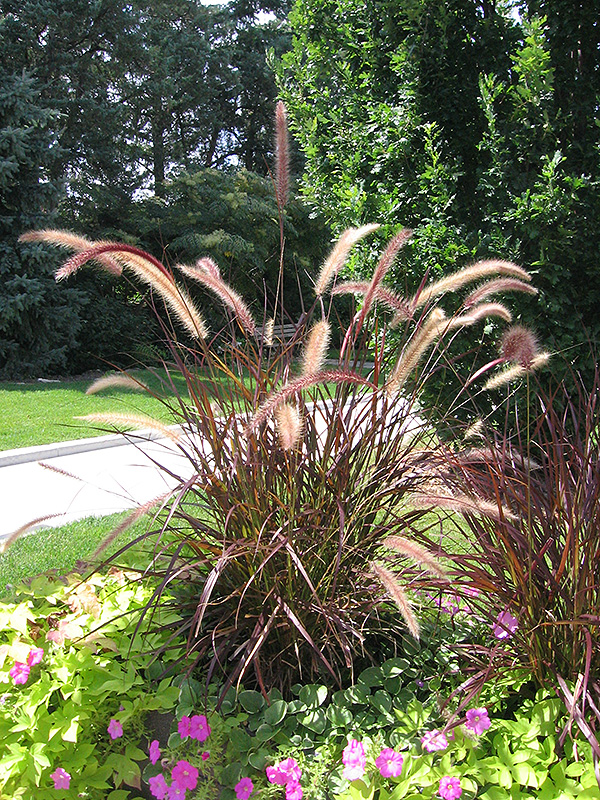 Purple Fountain Grass (Pennisetum setaceum 'Rubrum') in Aurora Oswego