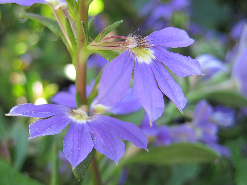 Whirlwind Blue Fan Flower (Scaevola aemula 'Whirlwind Blue') at Schaefer Greenhouses