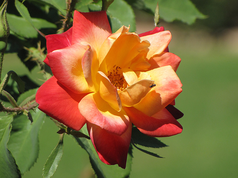 Joseph's Coat Rose (Rosa 'Joseph's Coat') at Schaefer Greenhouses